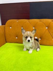 has tail Corgi Female