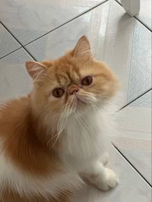 Persian Flatface