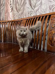 BSH Kitten male 