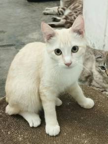 Domestic short hair mix maine Coon