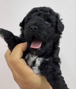 Maltipoo