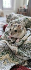 Hamsters for Sale 