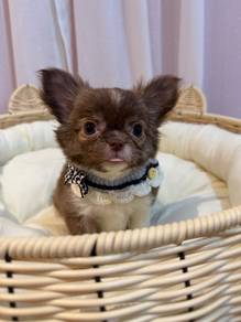 Long Hair Chihuahua 🐾