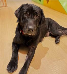 Black Female Labrador