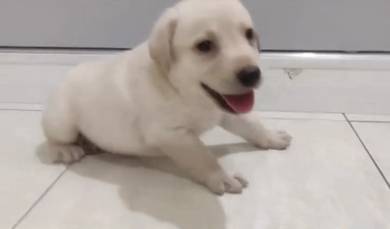 Labrador retriever mka and microchip