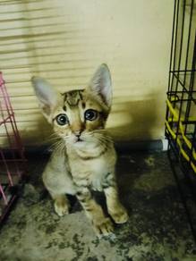 cats