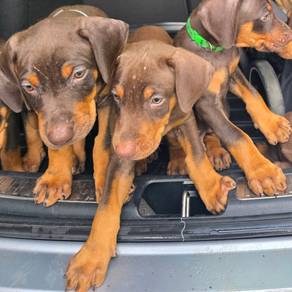 doberman puppies 6
