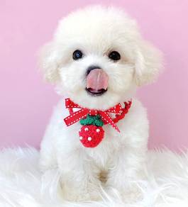 Maltipoo