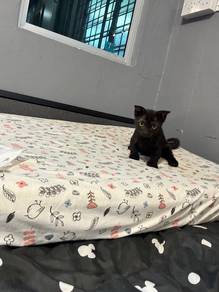 kitten for rehome