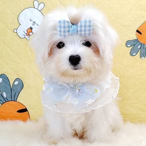 Maltese