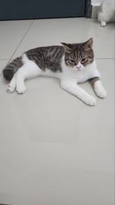 mix bsh kucing