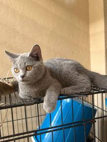 British shorthair kucing bsh murah adoption cat