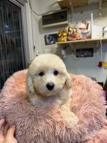 Maltipoo Male