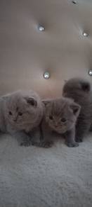 Cats for rehome