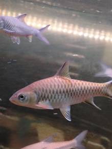 Tor Malabaricus aka Kelah Malabar Mahseer 5 inci