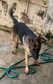 German Shepherd Puppies Available 🐾