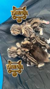 Anak kucing GOLDEN British short hair KITTEN BSH