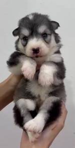 Husky wooly silver grey color