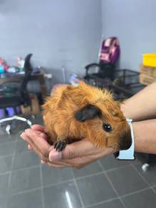 Guinea pigs 