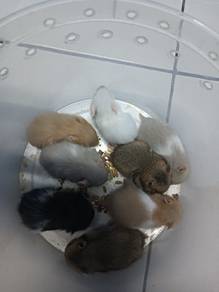 hamster syrian 