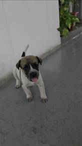 Puppies for adoption 