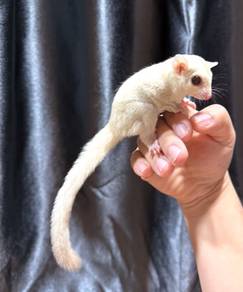 creamino sugar glider