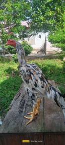 Ayam ratu kaidang