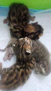 bengal kittens