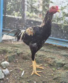 ayam ratu LHK dokmak