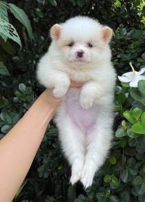 POMERANIAN PUPPIES A210 🌻 Sort of shine Boy~Girl