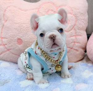 FRENCH BULLDOG PUPPIES VIP278🌻Cute Boy