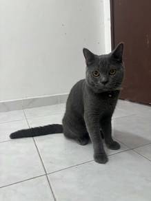 cute car for rehome