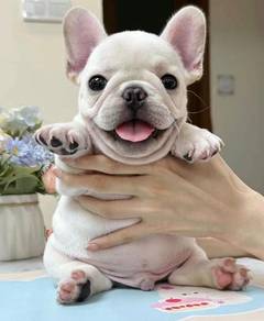 French Bulldog