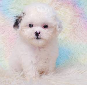 Maltipoo
