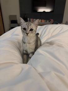 domestic shorthair x parsian 9yo kittens