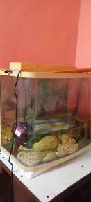 aquarium kecil