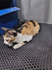 Kucing Kampung