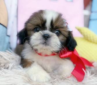 SHIH TZU PUPPIES A349 🌻 Small Dog Available