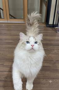 Imported Purebred Ragdoll with certificate