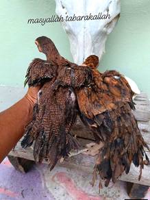 aseel parrot sepasang 