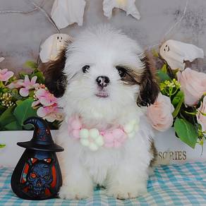 Shih Tzu
