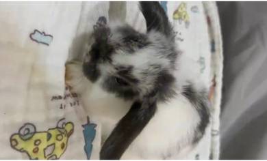 cute rabbit HL