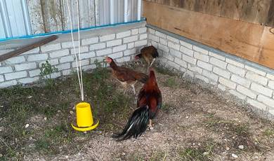 Ayam Sabung