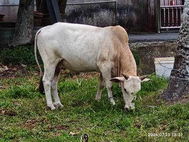 Lembu Jantan Cukup Umur untuk Dijual