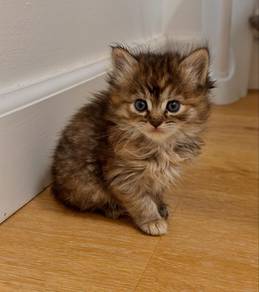 Persian Mainecoon Tabby Kitten