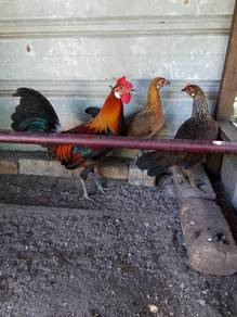 ayam hutan darah lapis sepasang
