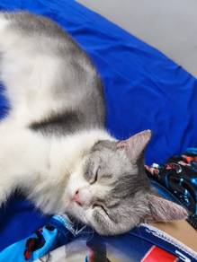 kucing bsh
