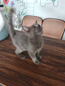 kitten bsh untuk direhome 