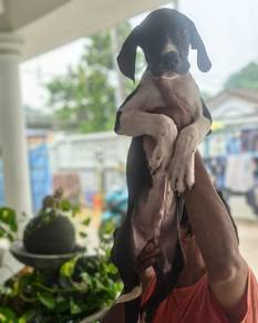 great Dane puppy 