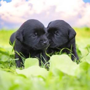 Labrador retriever mka